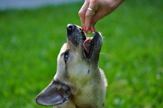A dog reaching up with its mouth open to receive a treat from a person's hand. The person is holding the treat with beautifully manicured nails, and the dog appears eager and focused. The background is a lush, green grassy area, creating a natural setting.