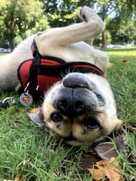 A friendly dog playing in a grassy park.