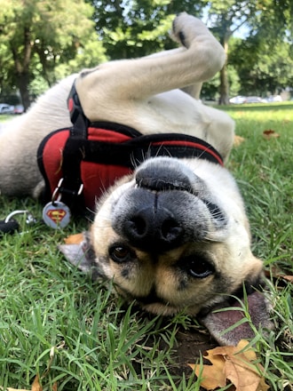 A friendly dog playing in a grassy park.