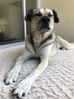 A relaxed dog lies on a soft, textured blanket with eyes closed, seemingly enjoying the peaceful moment. The setting appears to be a cozy indoor space, with a glass door and a reflection in the background.