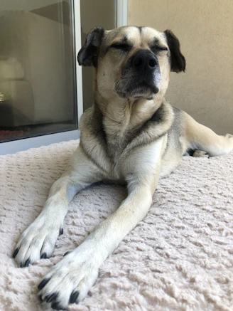 A calm dog resting peacefully on a cozy blanket after an engaging play session.