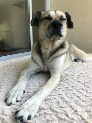 A relaxed dog lies on a soft, textured blanket with eyes closed, seemingly enjoying the peaceful moment. The setting appears to be a cozy indoor space, with a glass door and a reflection in the background.