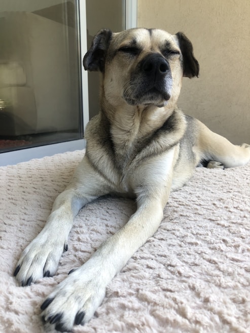 A relaxed dog lies on a soft, textured blanket with eyes closed, seemingly enjoying the peaceful moment. The setting appears to be a cozy indoor space, with a glass door and a reflection in the background.