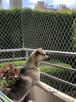 Happy dog looking outside through a balcony guarded by a strong safety net.
