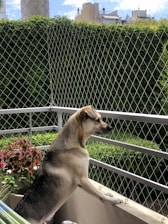Close-up of a securely installed protective net on a balcony with a playful dog nearby.