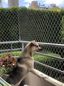 Close-up of a securely installed protective net on a balcony with a playful dog nearby.