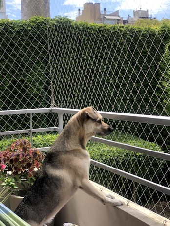 Close-up of a securely installed safety net on a balcony protecting pets.