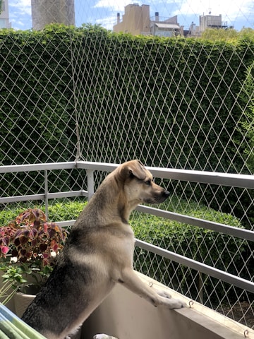 Technician carefully installing protective netting on a balcony with a happy dog nearby.