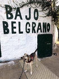 A dog wearing a red harness stands on a sidewalk next to a textured white wall with green lettering that reads 'BAJO BELGRANO'. Ivy grows along the top edge of the wall, adding a touch of greenery.