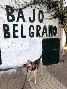 A dog wearing a red harness stands on a sidewalk next to a textured white wall with green lettering that reads 'BAJO BELGRANO'. Ivy grows along the top edge of the wall, adding a touch of greenery.