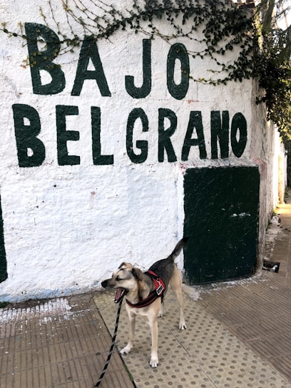A dog wearing a red harness stands on a sidewalk next to a textured white wall with green lettering that reads 'BAJO BELGRANO'. Ivy grows along the top edge of the wall, adding a touch of greenery.