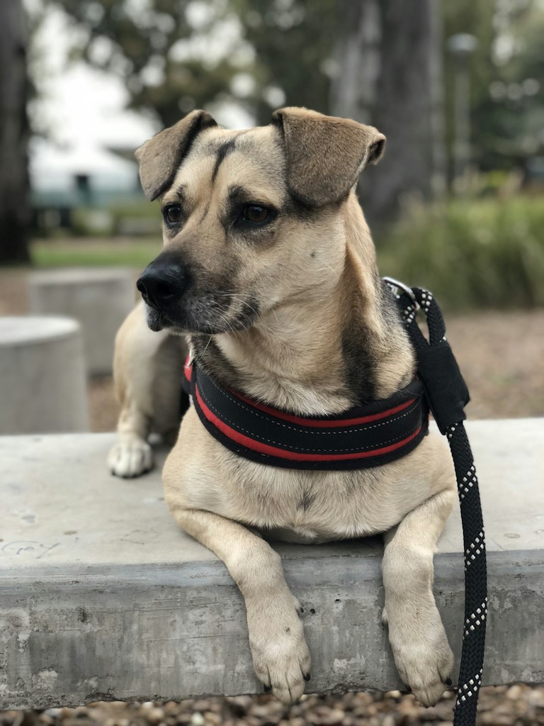 Working Dog Hoodie