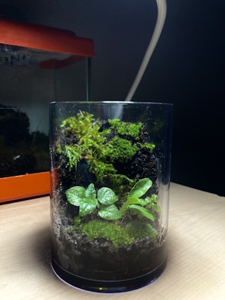 A glass container houses a mini ecosystem with lush green moss and small leafy plants growing on soil. The setup is placed on a light wooden surface with an orange object or container in the background. The environment appears slightly dim with focused lighting on the glass container.