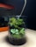 A glass container houses a mini ecosystem with lush green moss and small leafy plants growing on soil. The setup is placed on a light wooden surface with an orange object or container in the background. The environment appears slightly dim with focused lighting on the glass container.