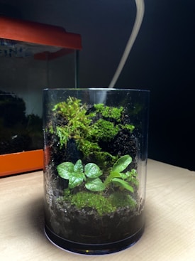 A glass container houses a mini ecosystem with lush green moss and small leafy plants growing on soil. The setup is placed on a light wooden surface with an orange object or container in the background. The environment appears slightly dim with focused lighting on the glass container.
