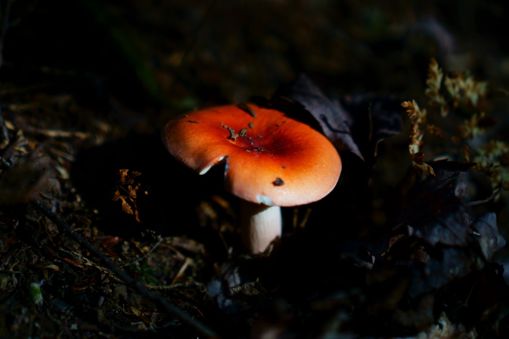 a close up of a mushroom on the ground