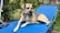 A relaxed dog is lounging on a bright blue sunbed outdoors, surrounded by lush green plants and a grassy lawn. The dog, wearing a collar with tags, appears content and at ease in a setting that suggests a peaceful garden or backyard.