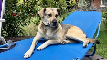 A relaxed dog is lounging on a bright blue sunbed outdoors, surrounded by lush green plants and a grassy lawn. The dog, wearing a collar with tags, appears content and at ease in a setting that suggests a peaceful garden or backyard.