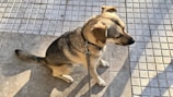 A dog with a short coat is seated on a tiled floor, wearing a leash. The lighting creates shadows on the ground.