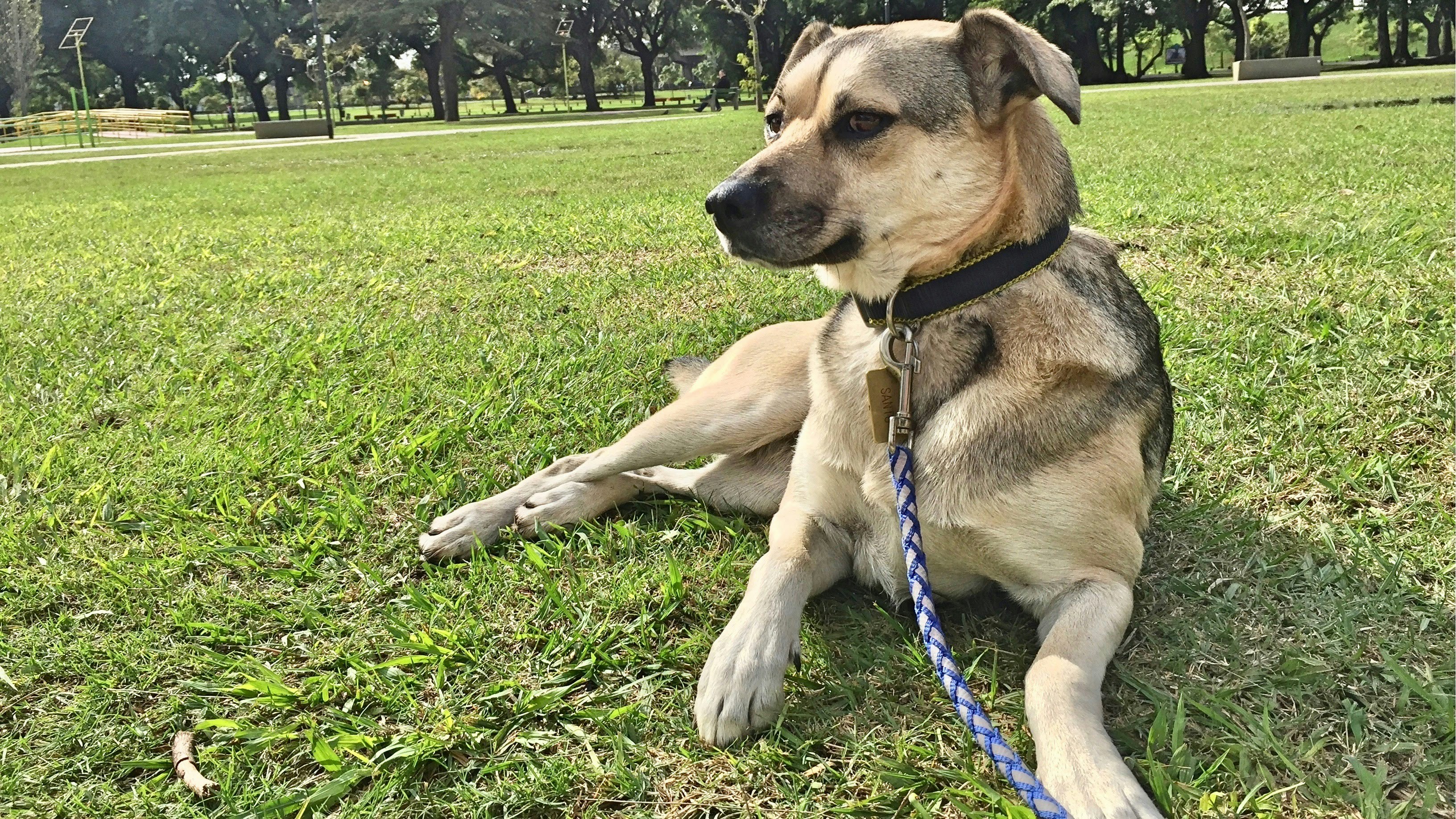 Coleira Confort Petviva