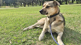 A happy dog wearing a stylish collar from dogze.pet, sitting in a sunny park.