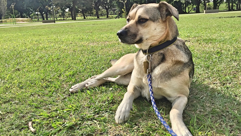 Durable Dog Leash