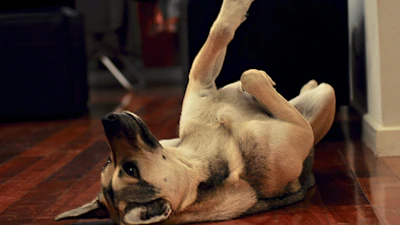 A playful puppy tossing a pawviva squeaky toy mid-air inside a cozy living room.