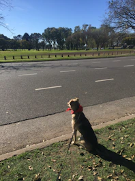 A happy dog wearing a colorful bandana in a sunny park.