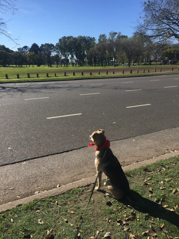 A happy dog wearing a colorful bandana in a sunny park.