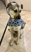 A dog wearing a patterned raincoat with a hood over its head is sitting on a tiled floor. The raincoat is decorated with bone and paw prints in various colors. The dog appears to be on a leash.