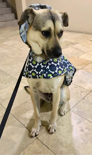 A medium-sized dog wearing a cozy raincoat while walking in a gentle drizzle.