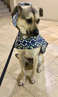 A dog wearing a patterned raincoat with a hood over its head is sitting on a tiled floor. The raincoat is decorated with bone and paw prints in various colors. The dog appears to be on a leash.