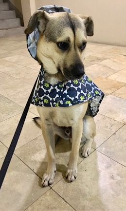 A dog wearing a patterned raincoat with a hood over its head is sitting on a tiled floor. The raincoat is decorated with bone and paw prints in various colors. The dog appears to be on a leash.