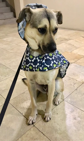 A cheerful puppy sporting a vibrant raincoat designed to keep pets dry and stylish.