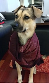 A small dog wearing a handmade green sweater sitting on a wooden floor.