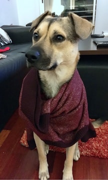 A small dog wearing a handmade green sweater sitting on a wooden floor.