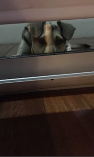 A sad dog looking out of a window, waiting alone.