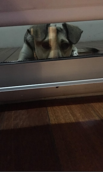 A sad dog looking out of a window, waiting alone.