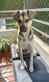 A dog with light brown and black fur is sitting on a dark cushion. Its ears are perked up, and it gazes directly at the camera. The setting is an outdoor balcony with surrounding wire mesh railing. There are potted plants nearby and wooden planks on the floor.