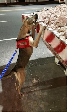 A dog wearing a red harness is standing on its hind legs on the sidewalk, closely examining the contents of a large, red-and-white construction dumpster filled with rubble and debris. The scene is set at night, with streetlights illuminating the background.