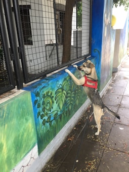 A dog wearing a red harness is standing on its hind legs, placing its front paws on a painted wall with green and blue artwork. The dog is looking through a wire fence into a building, which has a tree and various items inside.