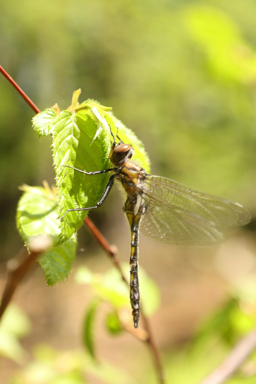 a close up of a dragon fly on a leaf