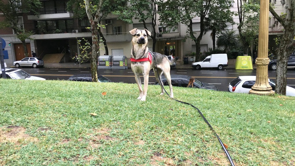 Adjustable Dog Harness