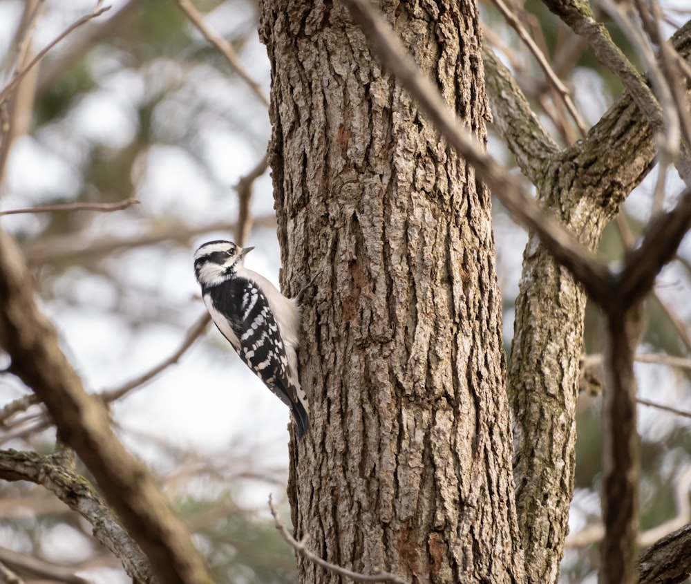 a bird is perched on the side of a tree