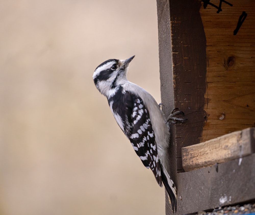 a black and white bird perched on a wooden structure