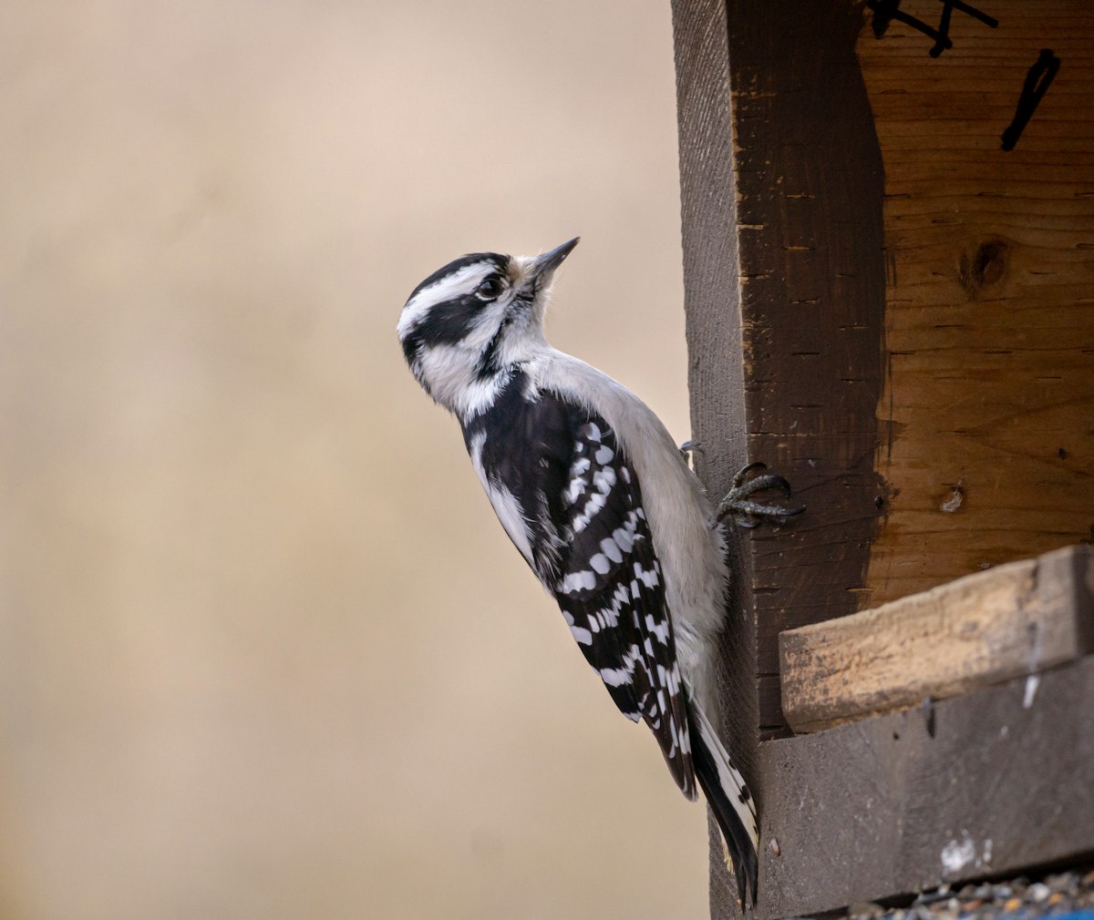 Black and white woodpecker on a wooden structure near a squirrel-proof suet feeder