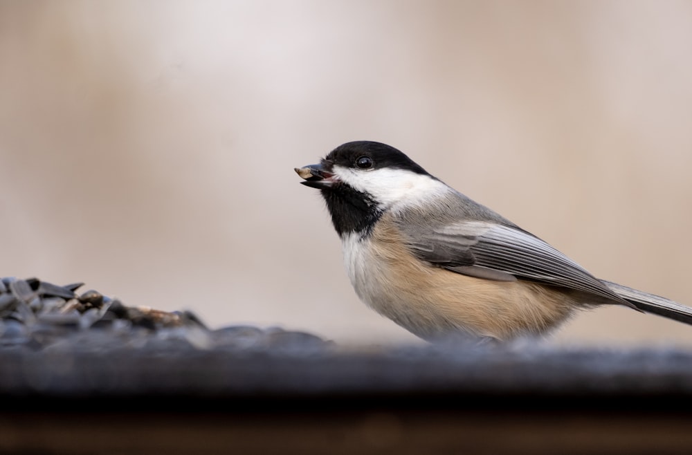 a small bird sitting on top of a bird feeder