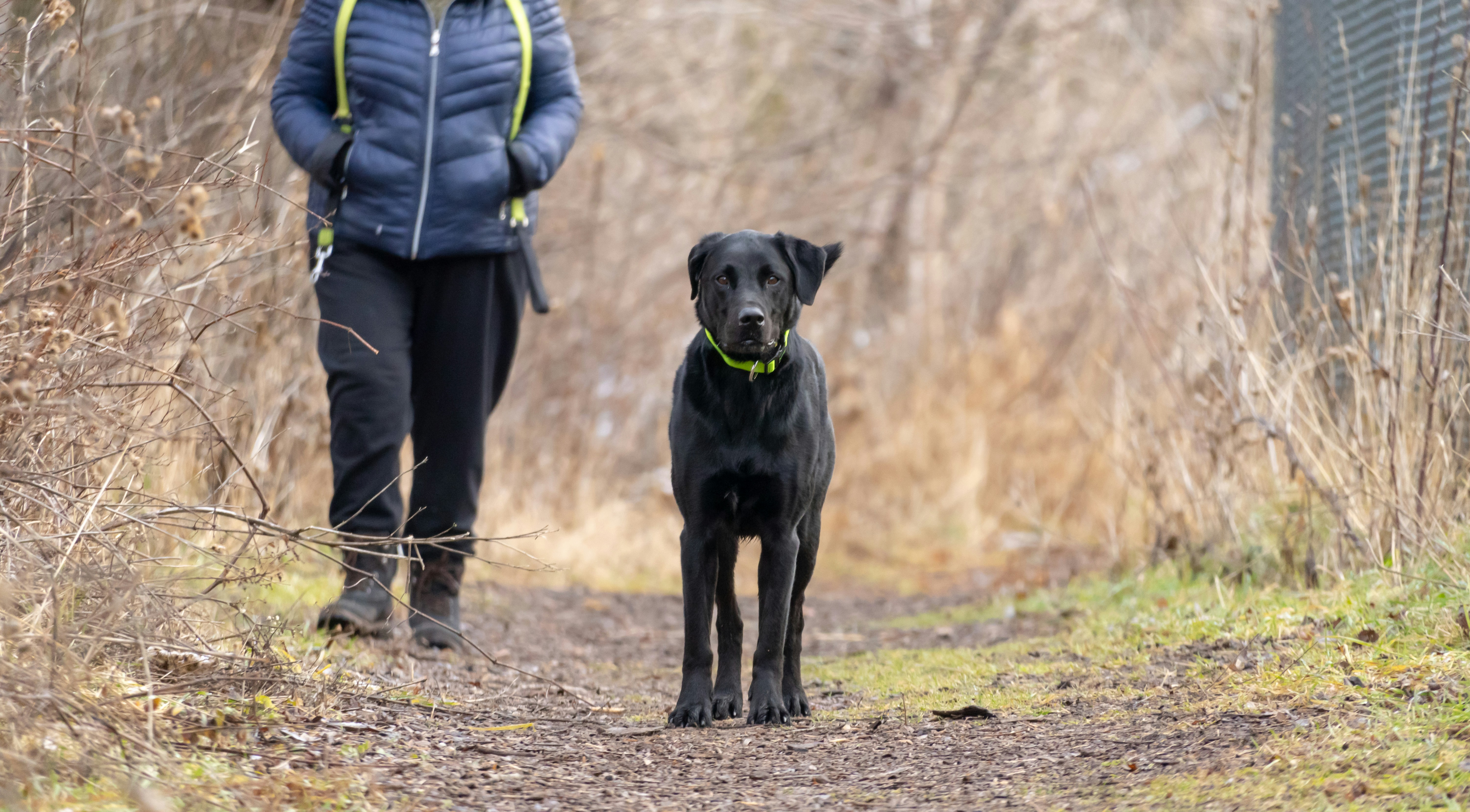a black dog standing next to a person on a path