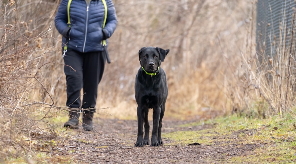 a black dog standing next to a person on a path