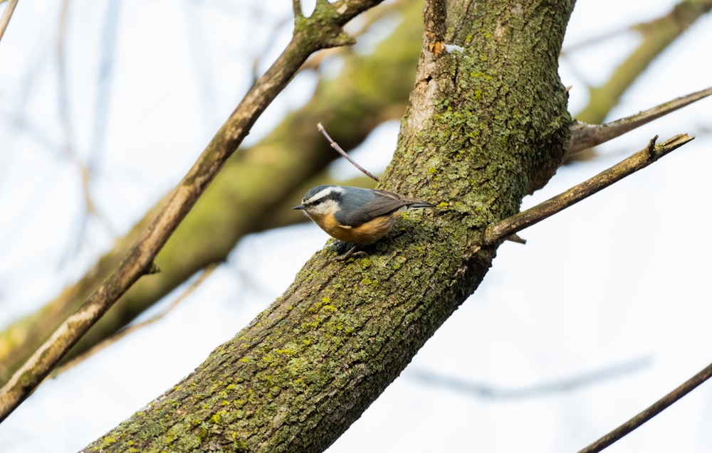 a small bird perched on a tree branch